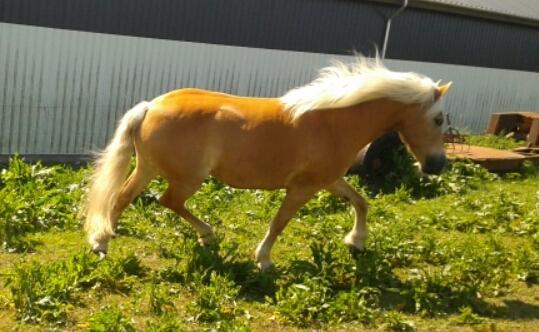 Tyroler Haflinger Luca-Lavanda billede 4