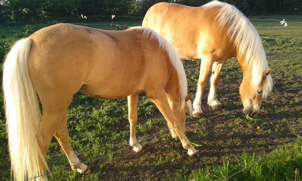 Tyroler Haflinger Luca-Lavanda billede 7