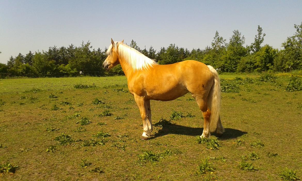 Tyroler Haflinger Luca-Lavanda billede 3