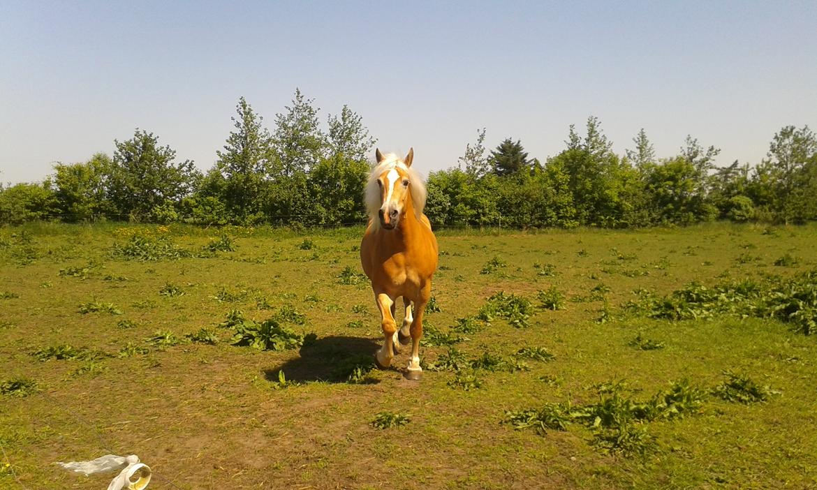 Tyroler Haflinger Luca-Lavanda billede 2