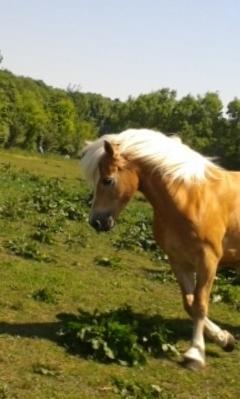 Tyroler Haflinger Luca-Lavanda billede 1