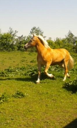 Tyroler Haflinger Luca-Lavanda billede 5