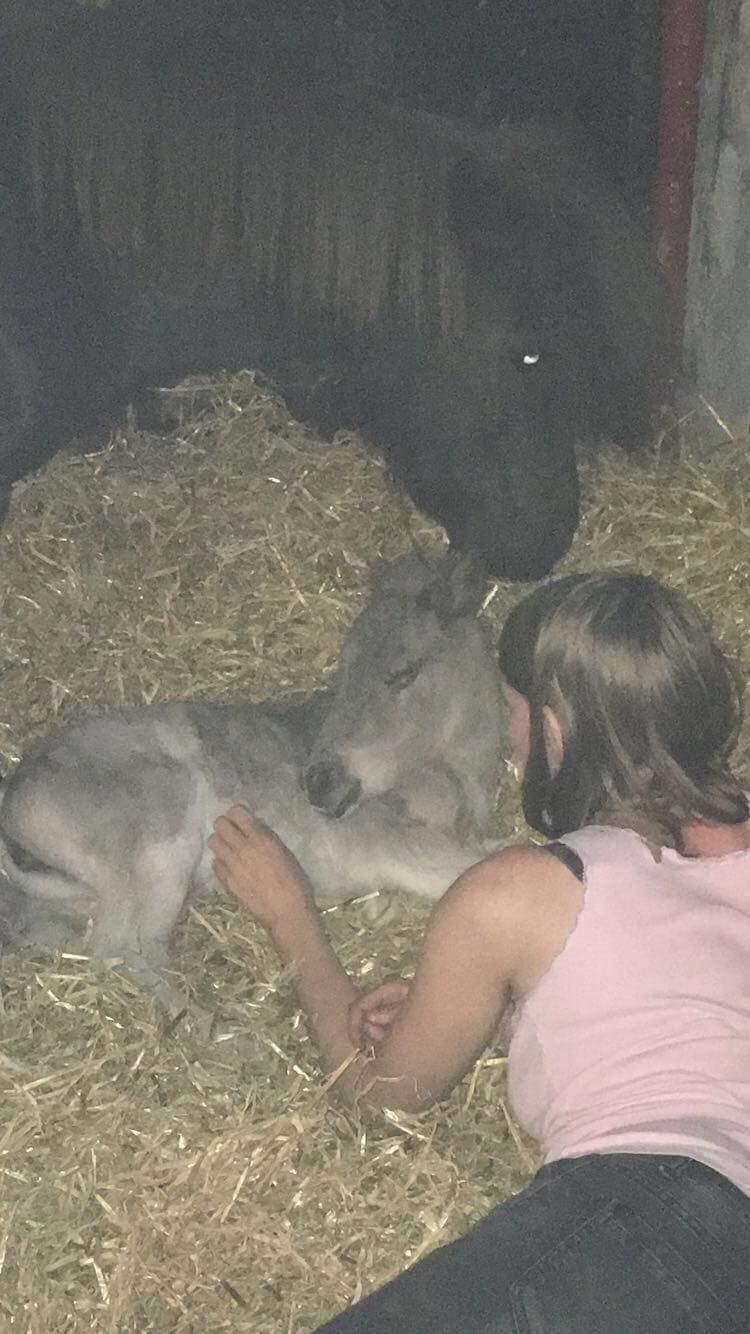 Shetlænder Tinka billede 12