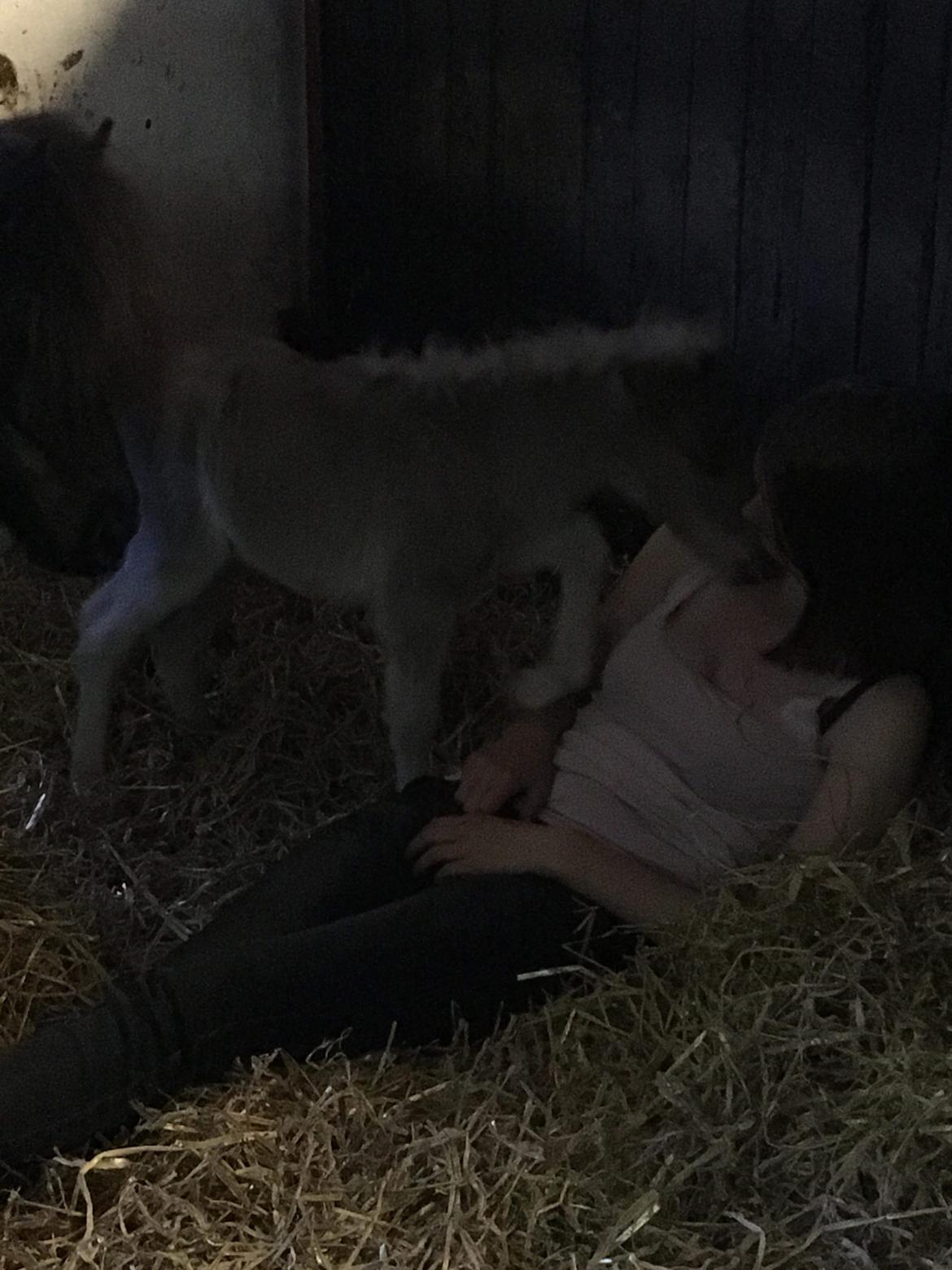 Shetlænder Tinka billede 13