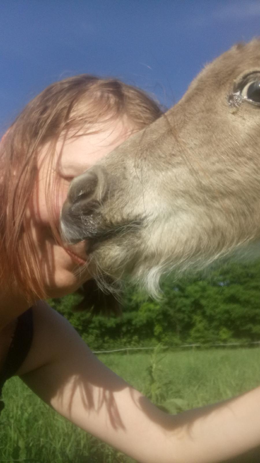 Shetlænder Tinka billede 14