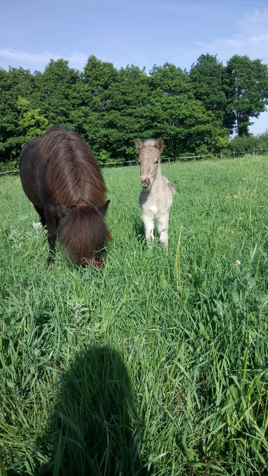 Shetlænder Tinka billede 15