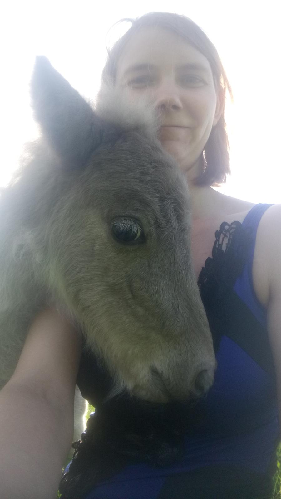 Shetlænder Tinka billede 16