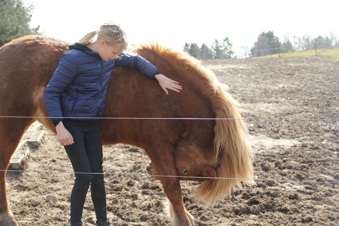 Islænder Norma jean hoelgaard billede 2