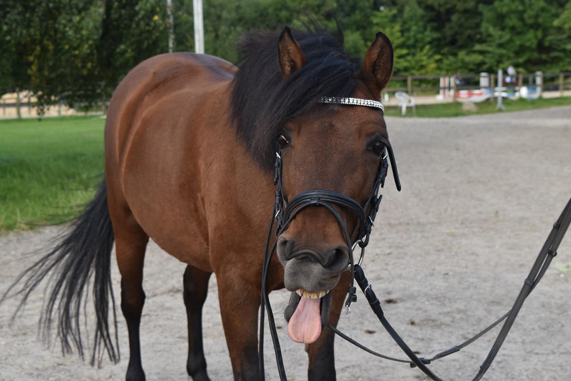 Anden særlig race Figaros lille fix billede 1