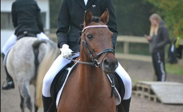 Anden særlig race Figaros lille fix billede 3