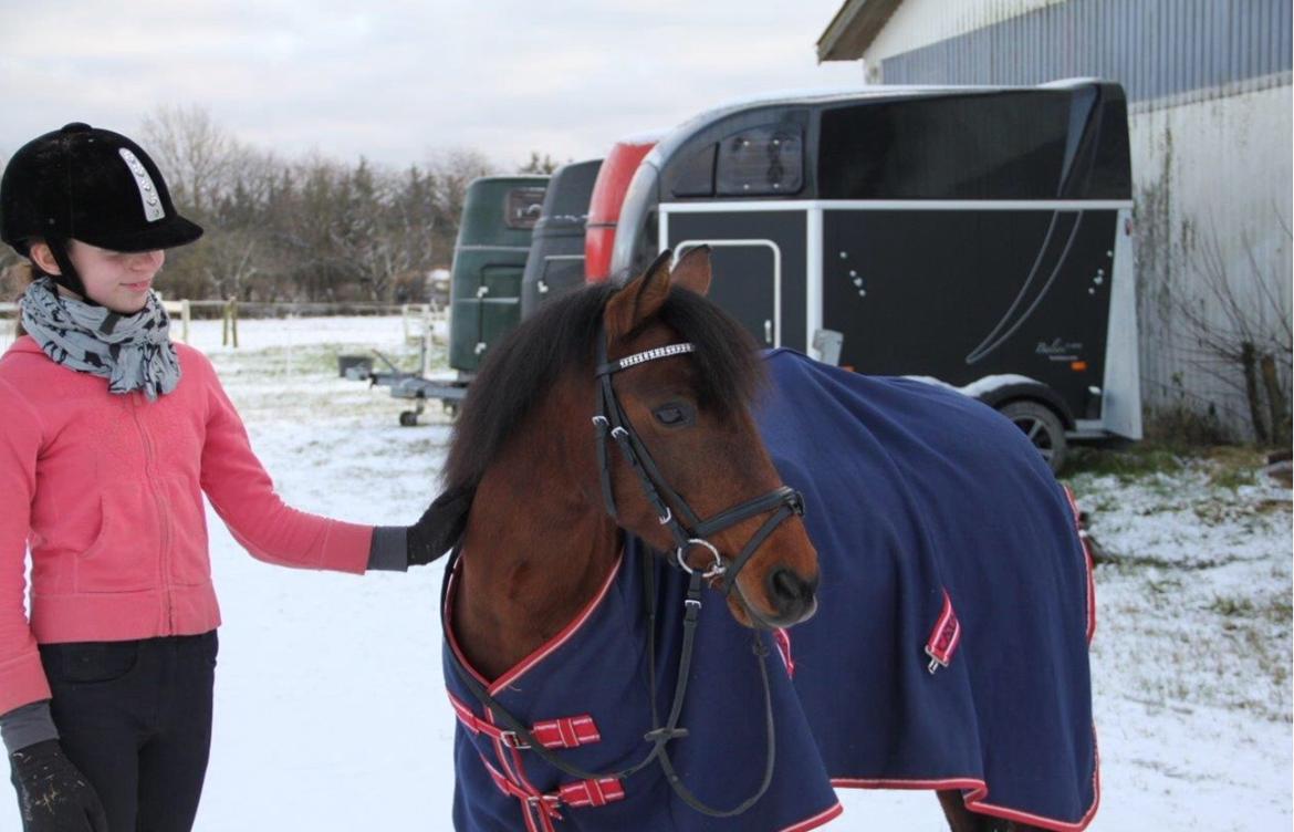 Anden særlig race Figaros lille fix billede 6