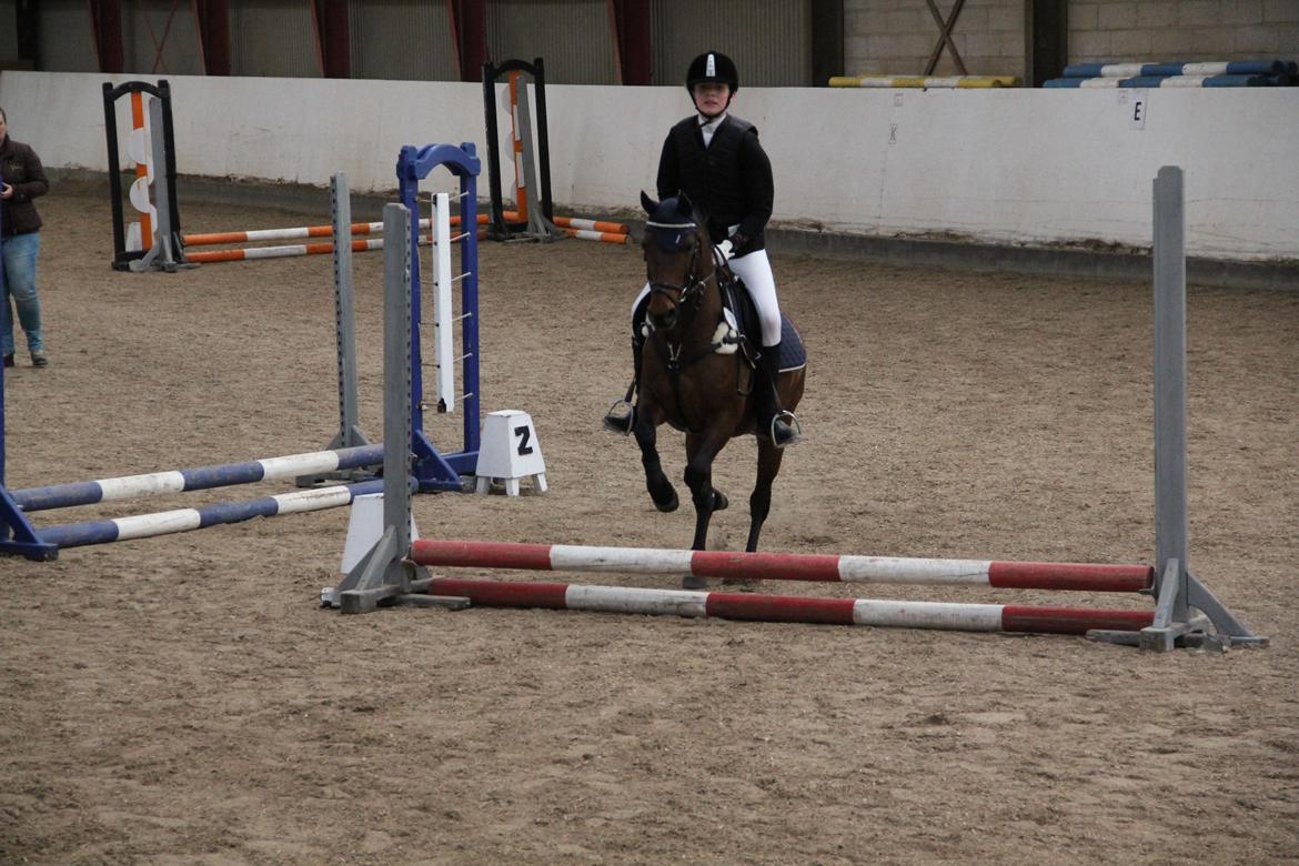 Anden særlig race Figaros lille fix billede 10