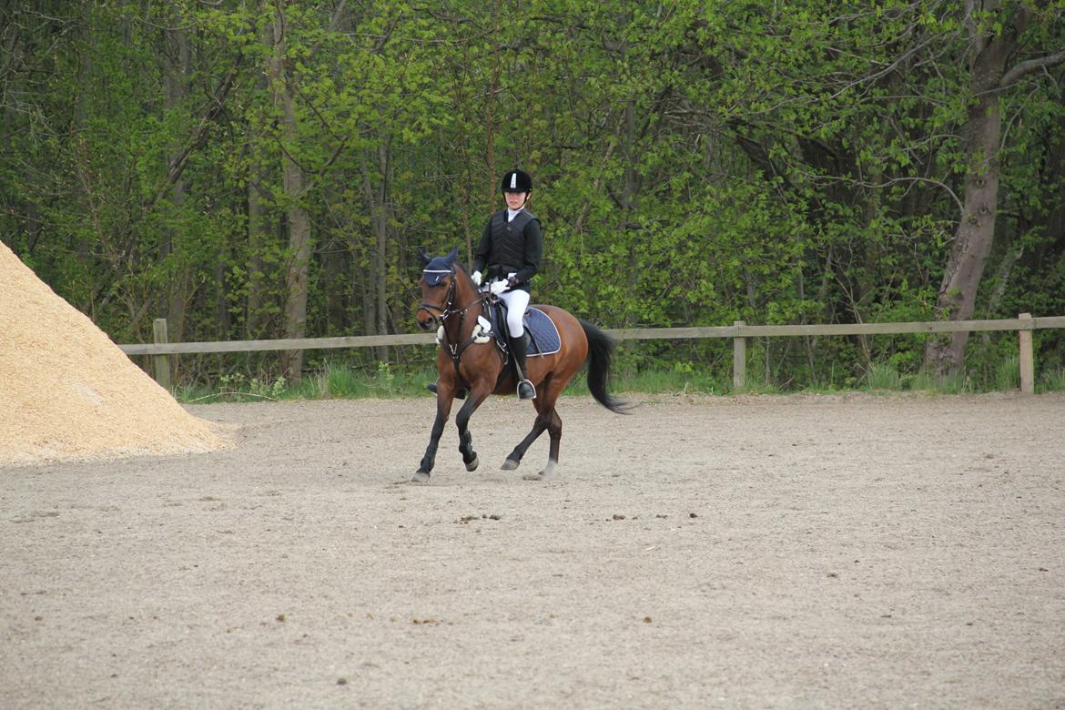 Anden særlig race Figaros lille fix billede 9