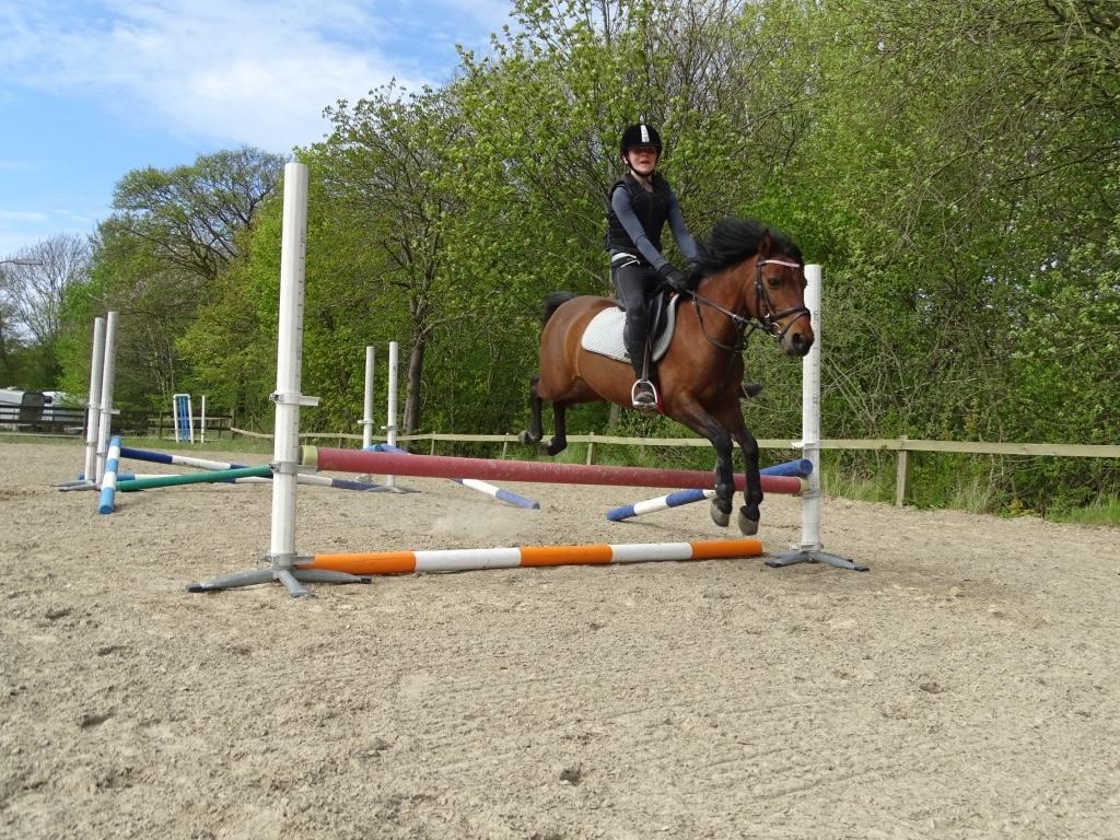 Anden særlig race Figaros lille fix billede 13