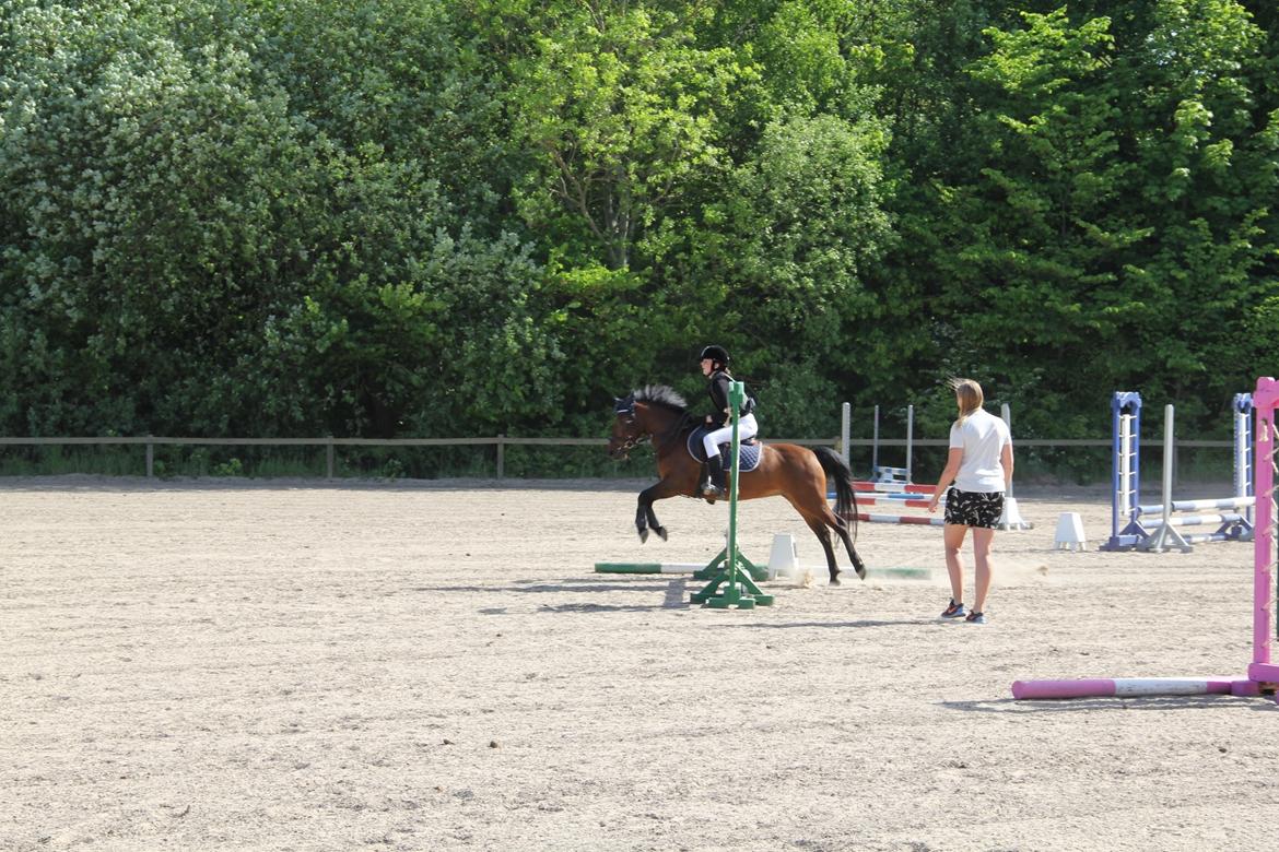 Anden særlig race Figaros lille fix billede 16