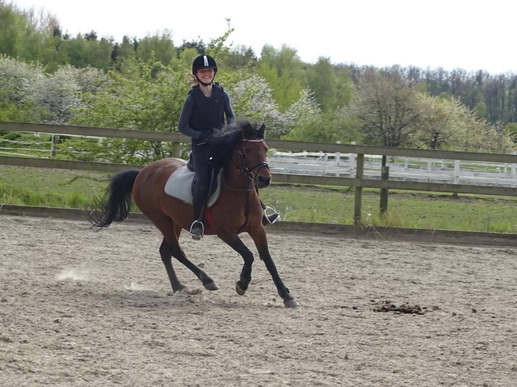 Anden særlig race Figaros lille fix billede 12