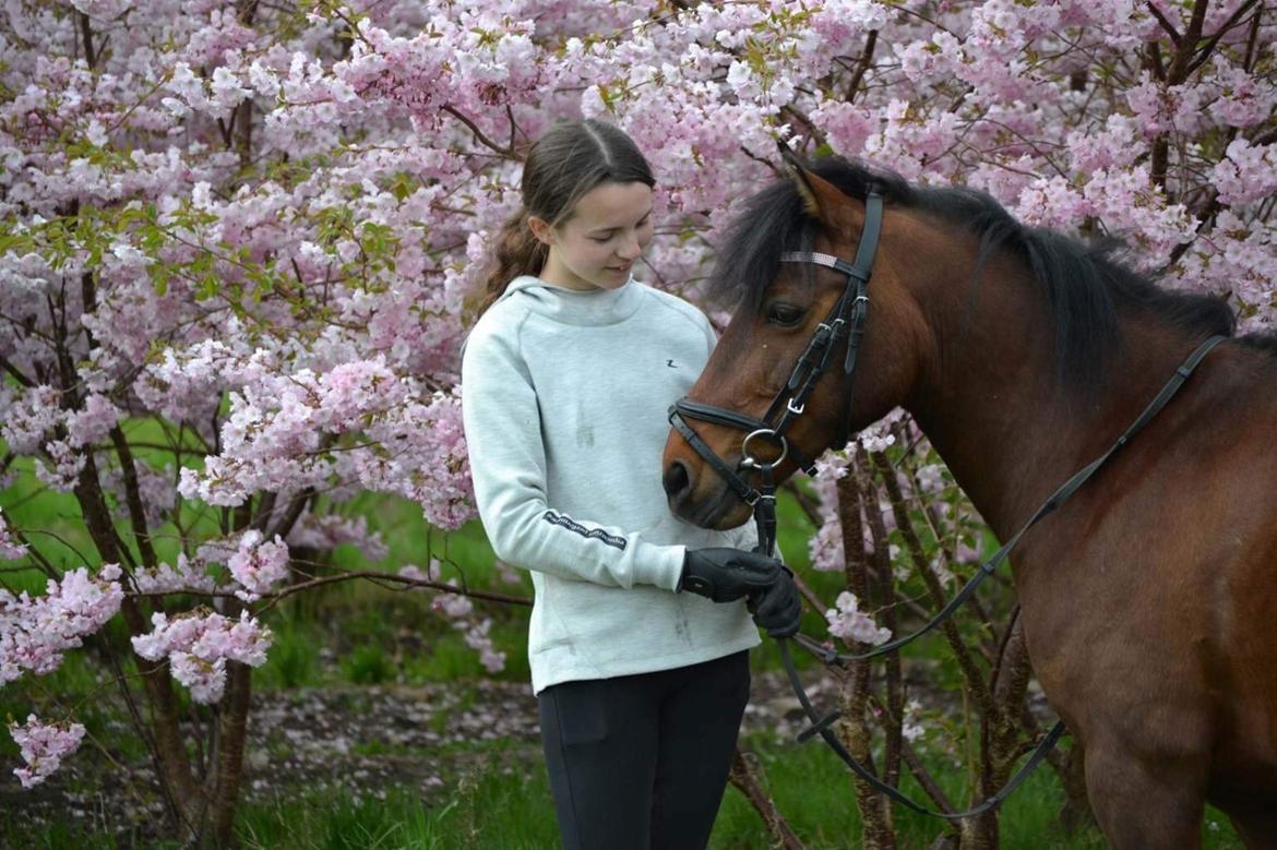Anden særlig race Figaros lille fix billede 20