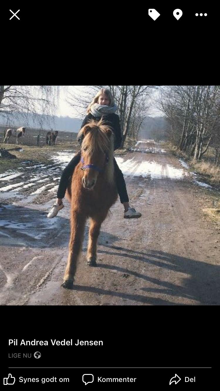 Islænder Norma jean hoelgaard billede 9