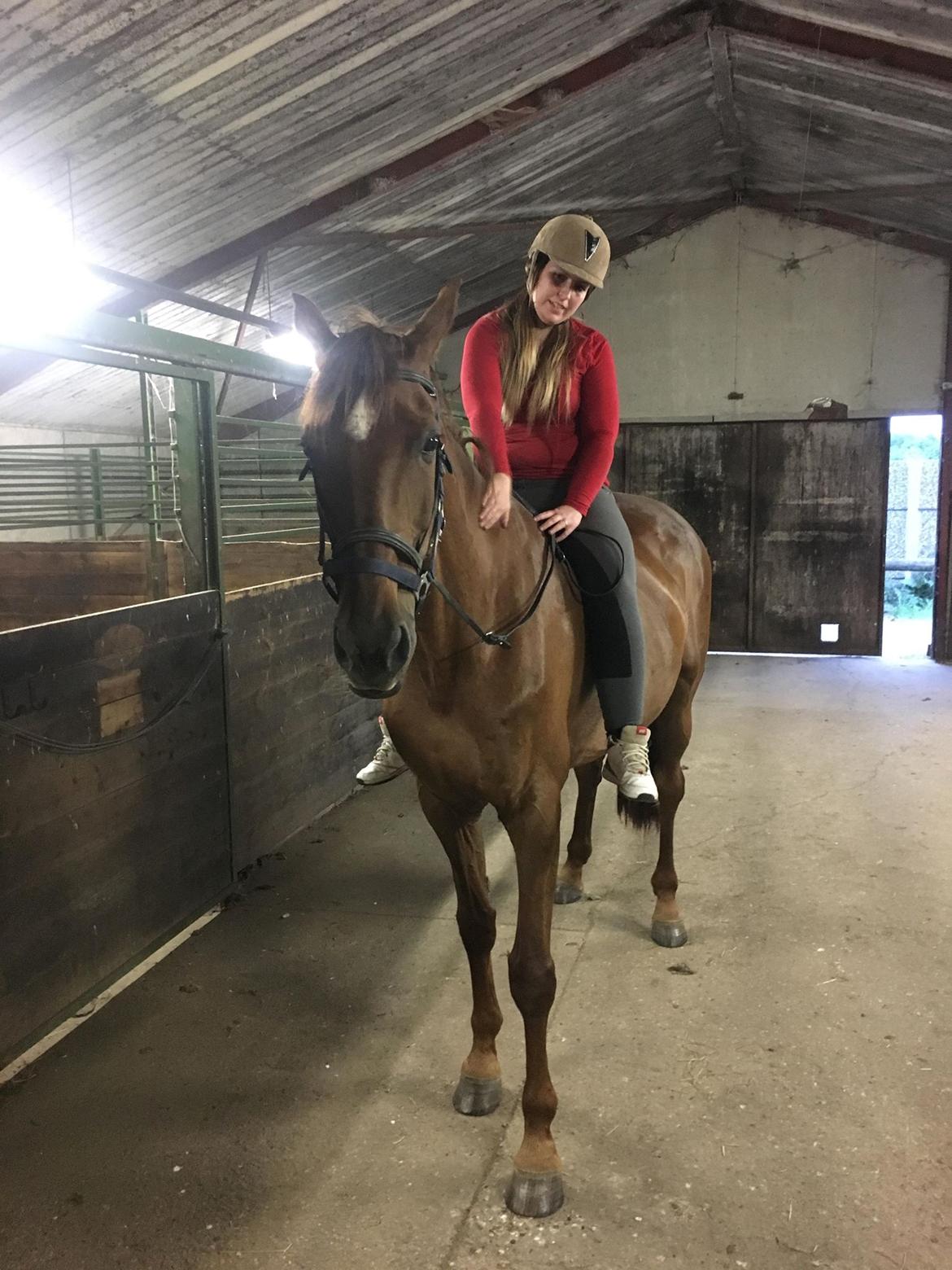 Dansk Varmblod Tusindfryd Himmelhest  - 26 maj 2018 billede 12