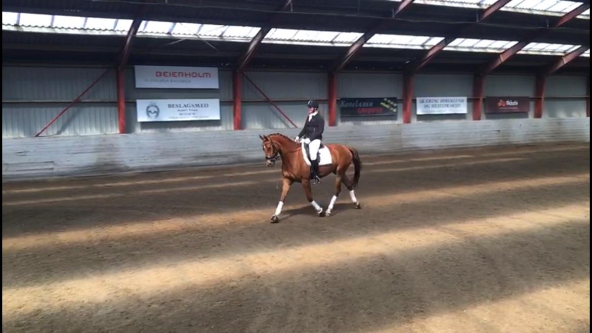 Dansk Varmblod Pilou billede 7