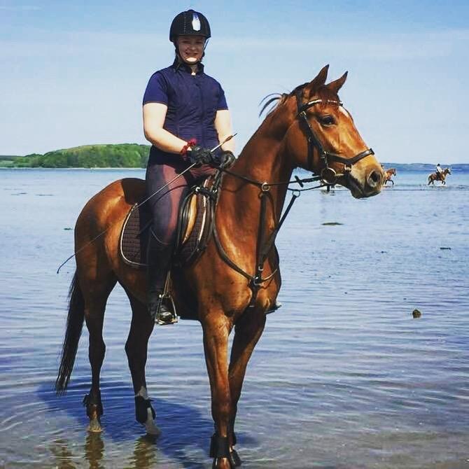 Dansk Varmblod Pilou billede 15