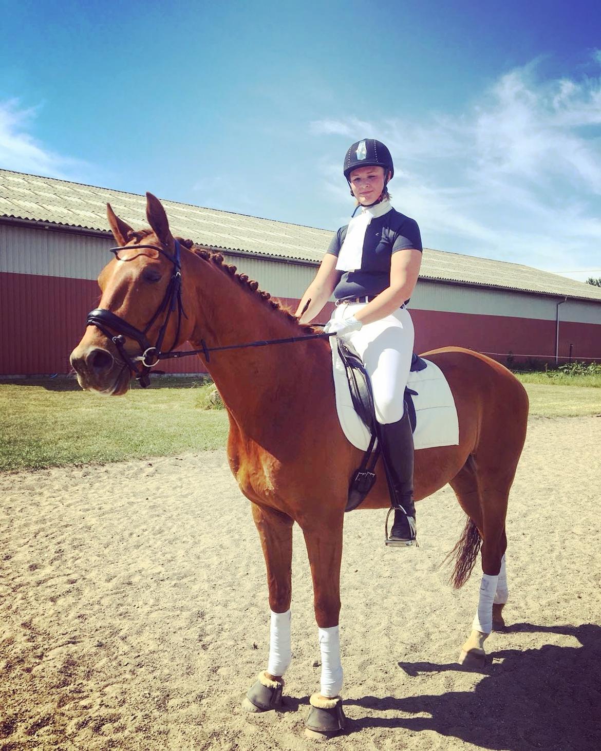 Dansk Varmblod Pilou billede 6