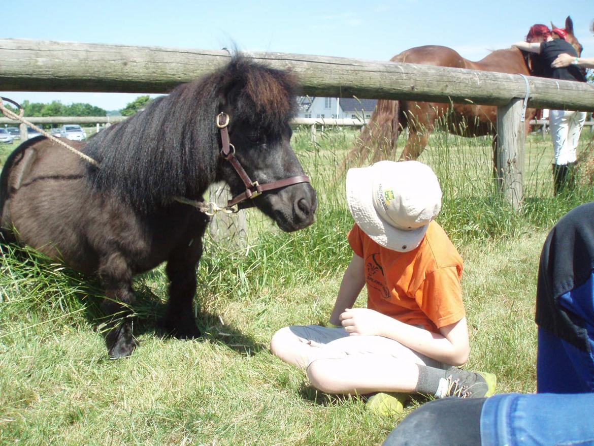 Anden særlig race Buster (Jarl) Sorte ganger - Børne dyrskue i Sdr. Hygum 2018 Gode venner  billede 3
