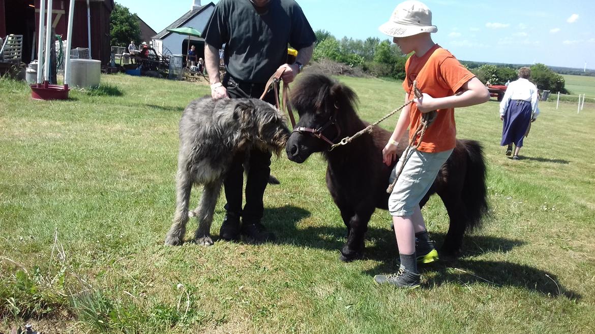 Anden særlig race Buster (Jarl) Sorte ganger - Hund og hest størrelse forskel  billede 4