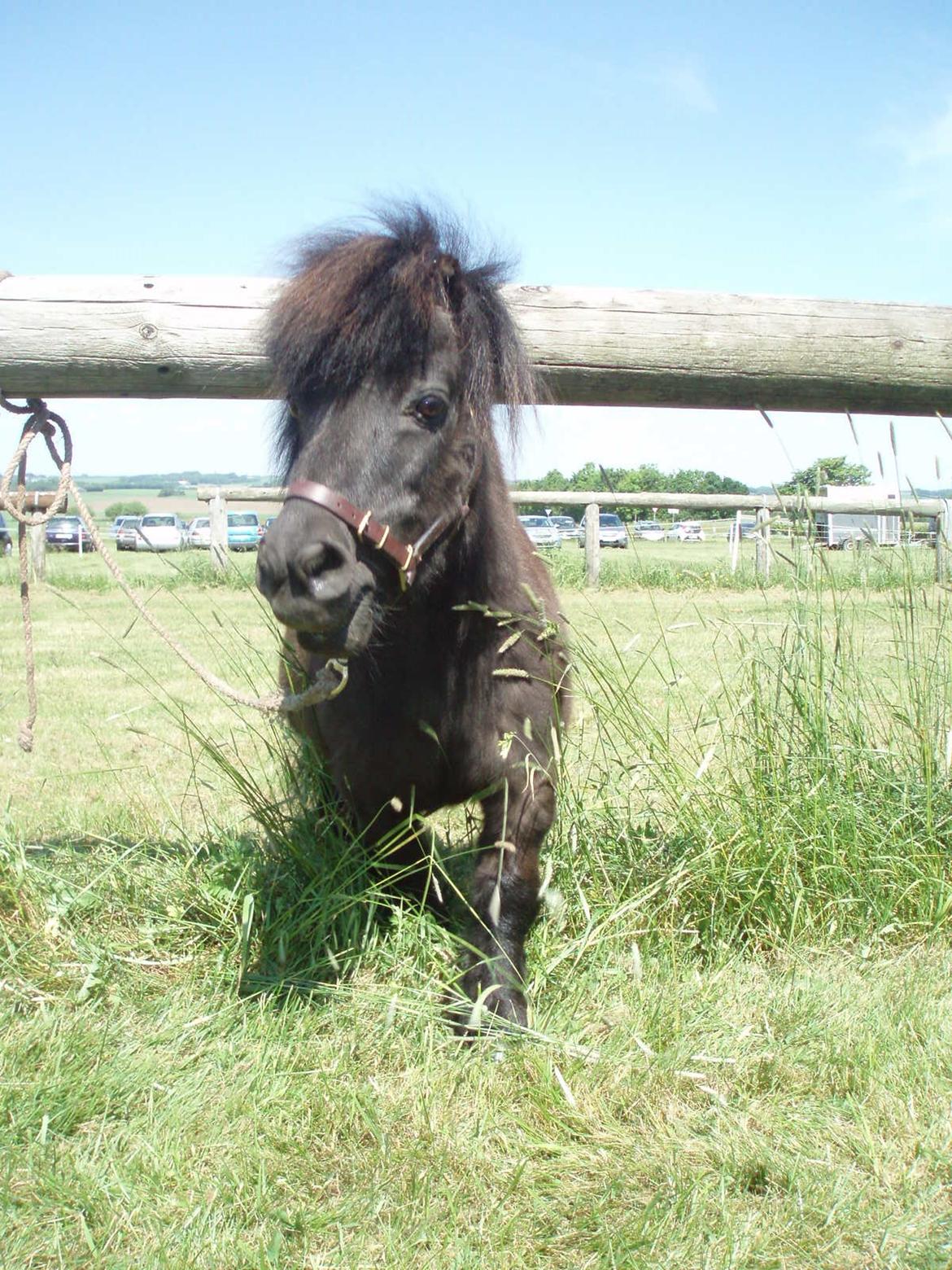 Anden særlig race Buster (Jarl) Sorte ganger - søde søde Buster er mødt til dyrskue billede 20