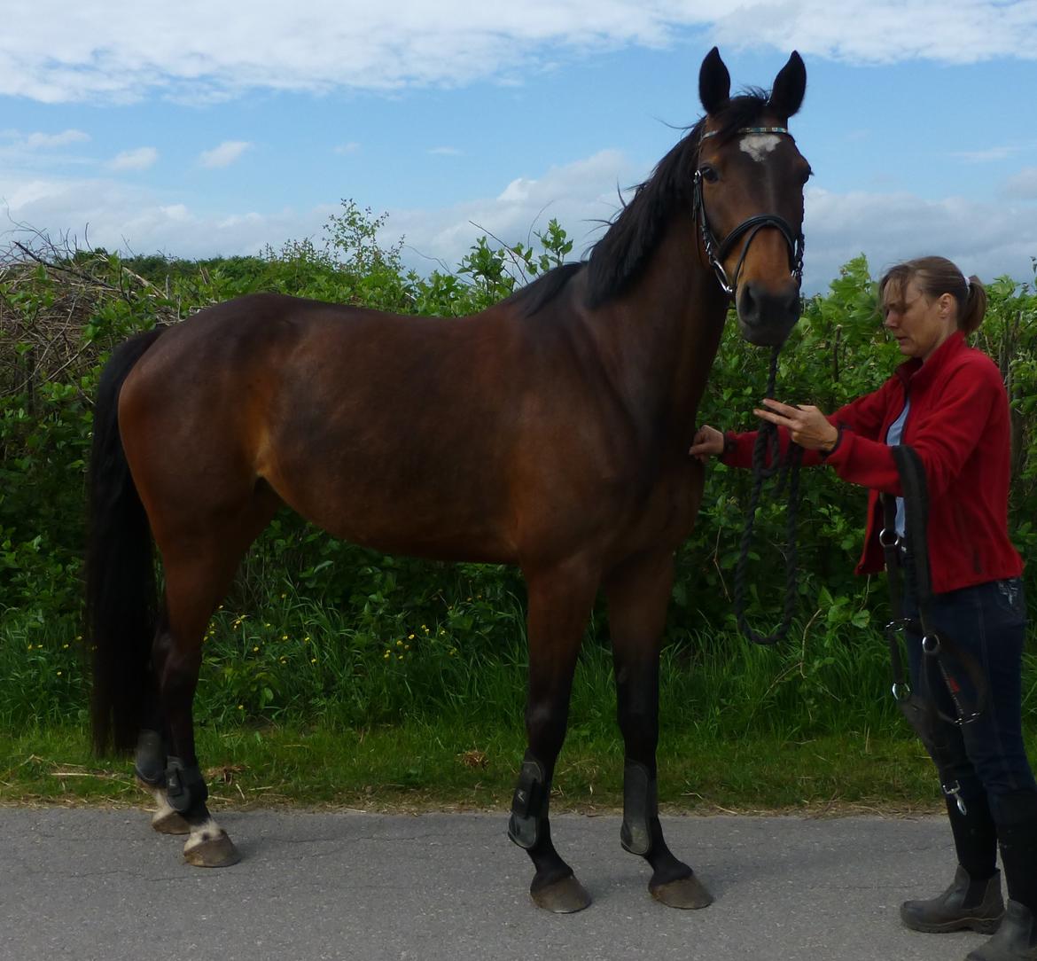 Dansk Varmblod Cashandra Royal billede 1