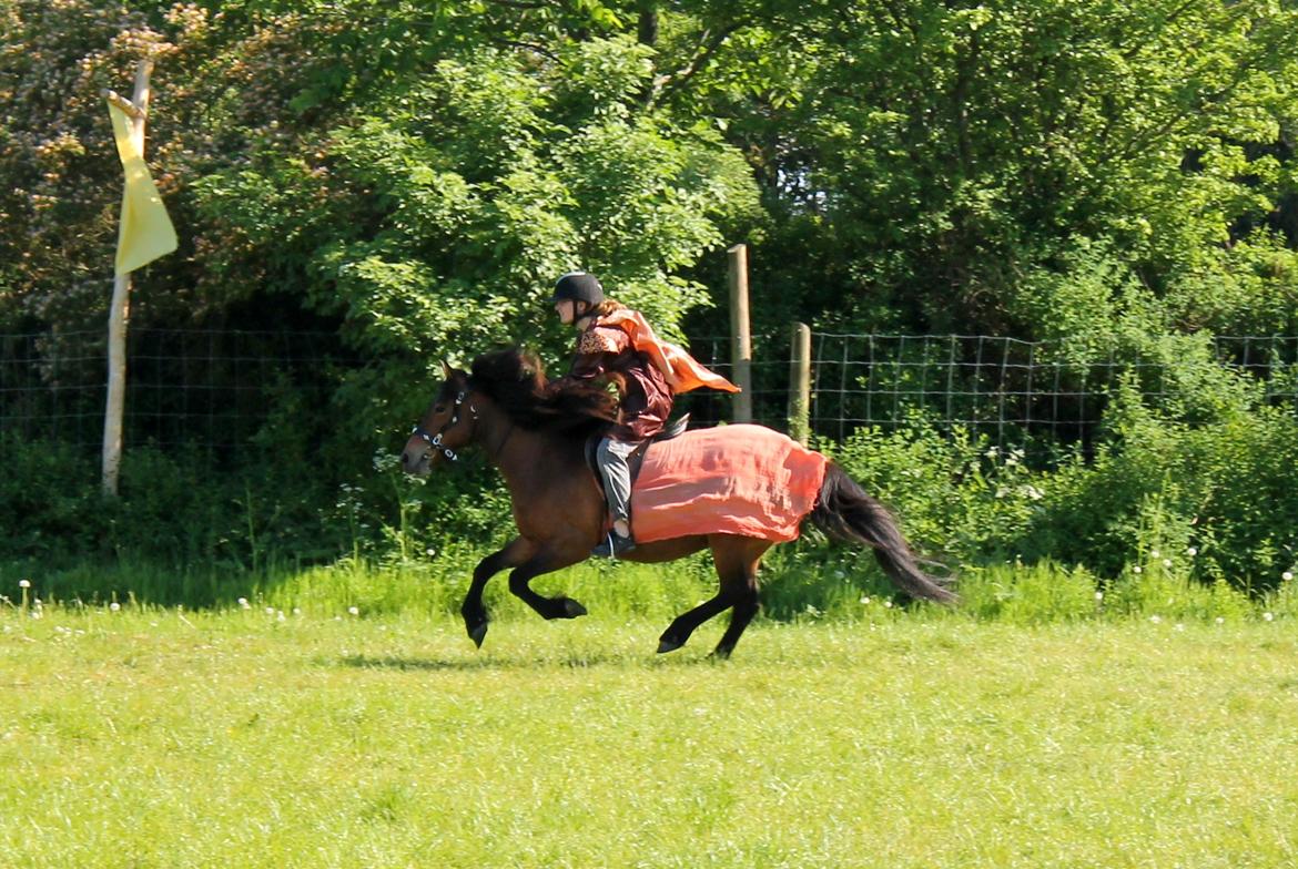 Islænder Syrpa fra Bakholm - 26/05-18 billede 7