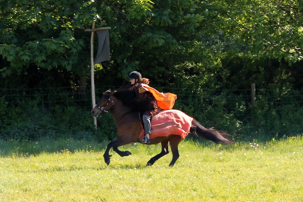 Islænder Syrpa fra Bakholm - 26/05-18 billede 6