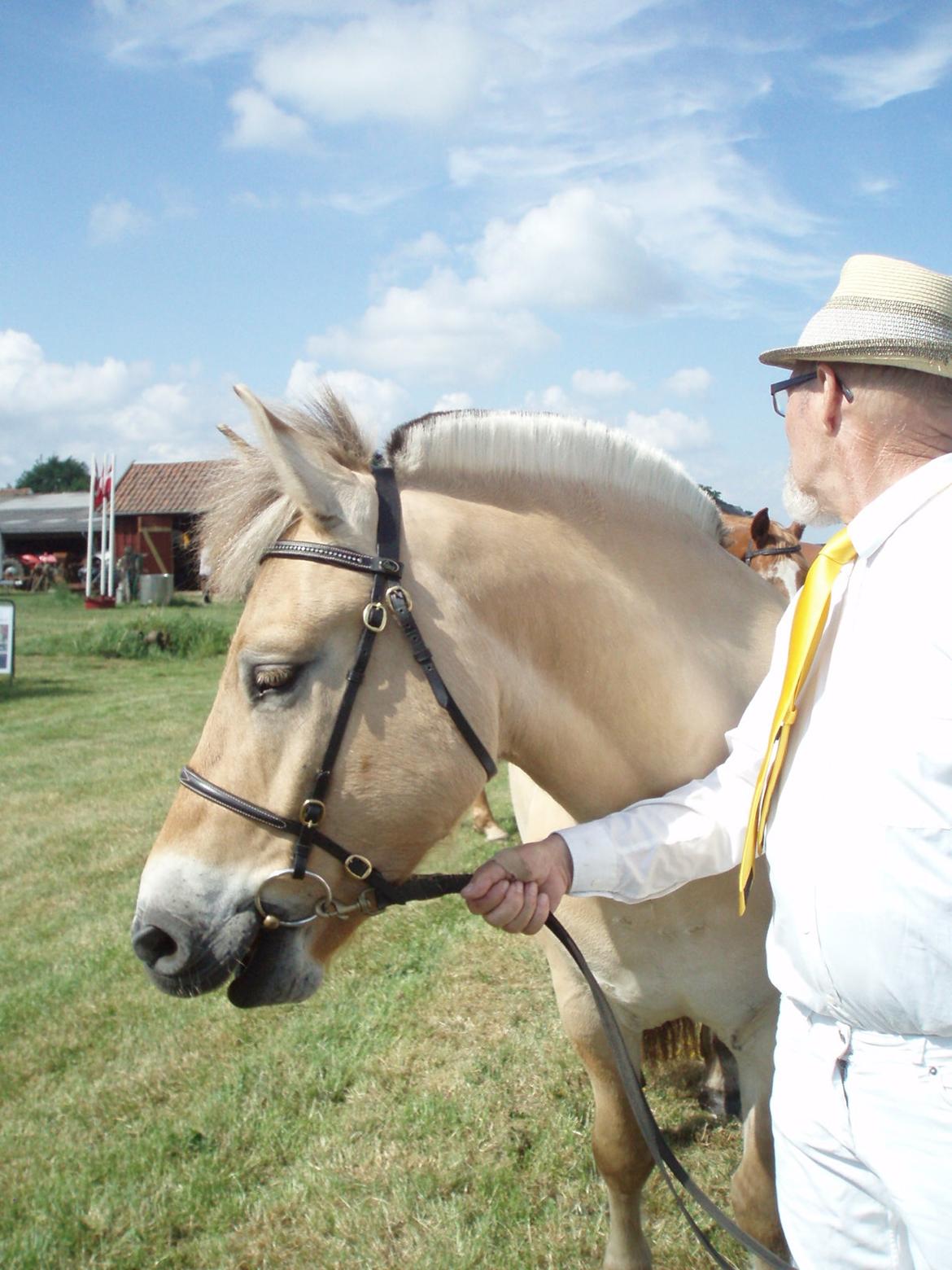 Fjordhest Søndervangs sofus - Historisk dyrskue i Sdr. hygum 27 Maj 2018 billede 2