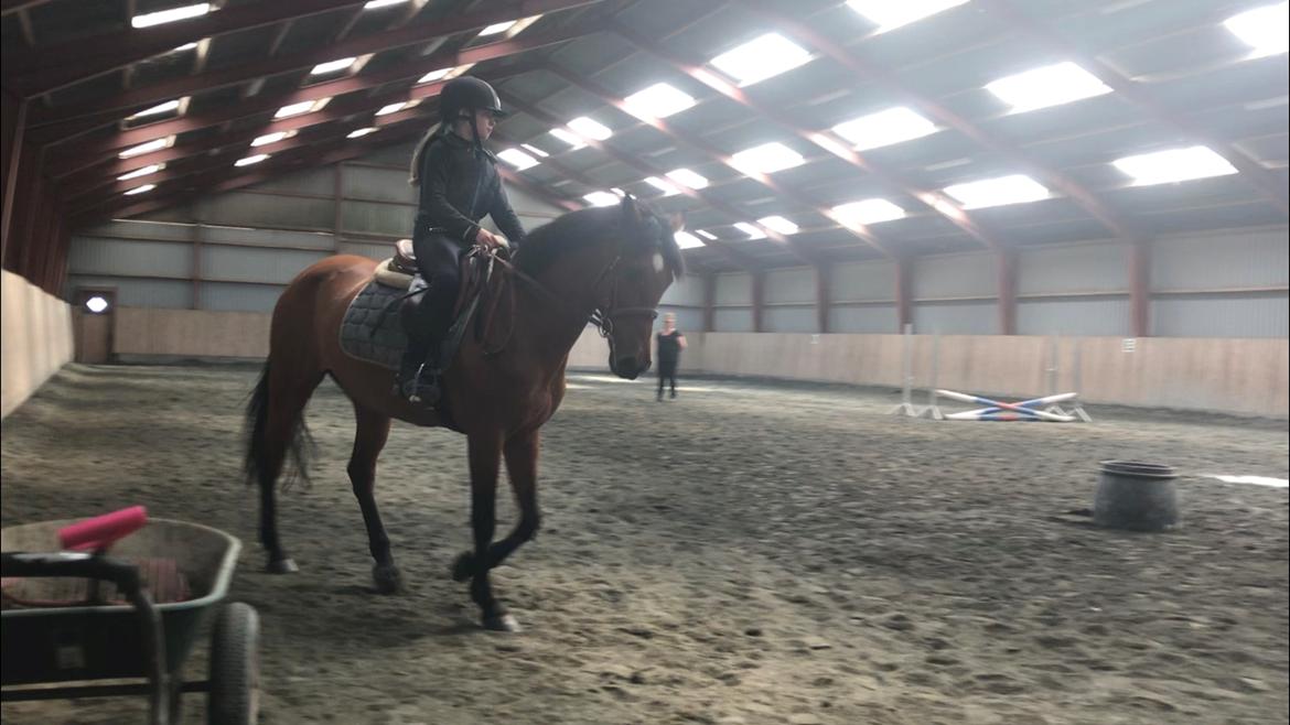 Anden særlig race Rocio billede 4