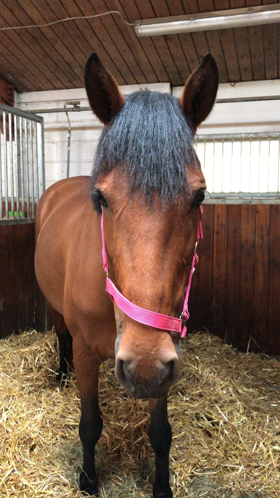 Anden særlig race Rocio billede 5