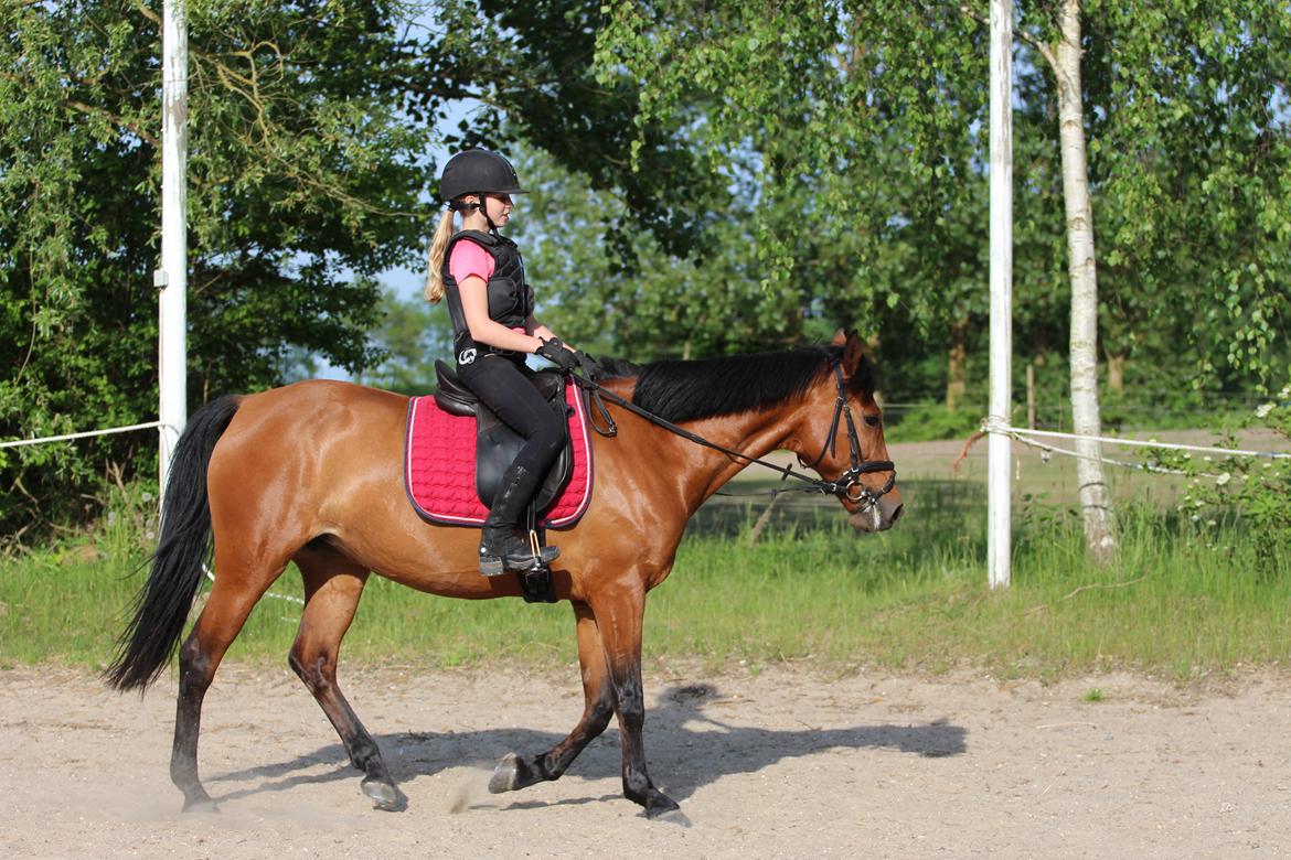 Anden særlig race Rocio billede 8