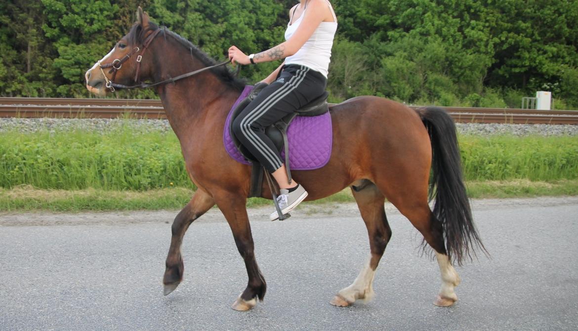 Welsh Pony af Cob-type (sec C) Flynn Rider billede 46