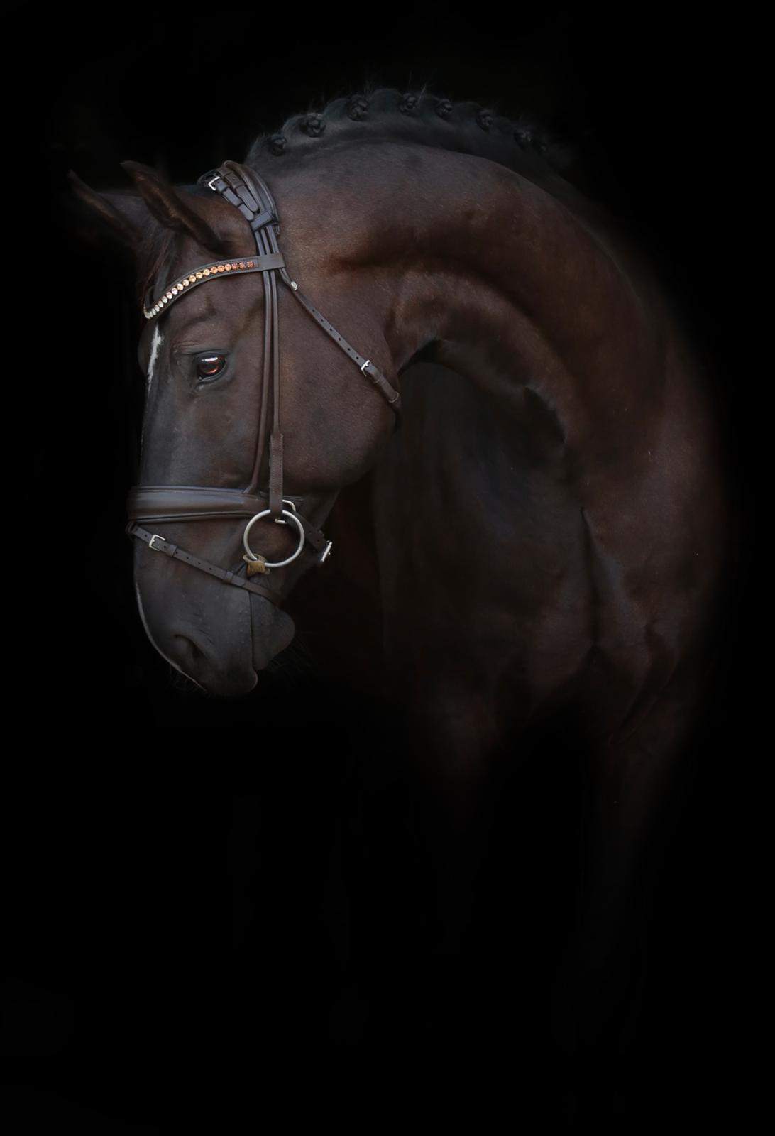 Anden særlig race Torino næshøj billede 1