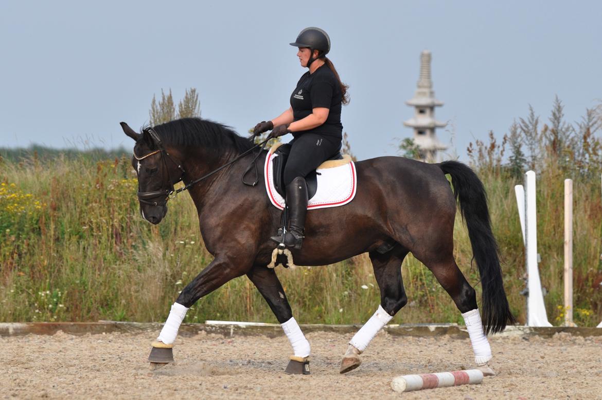 Anden særlig race Torino næshøj - træning 2017 billede 3