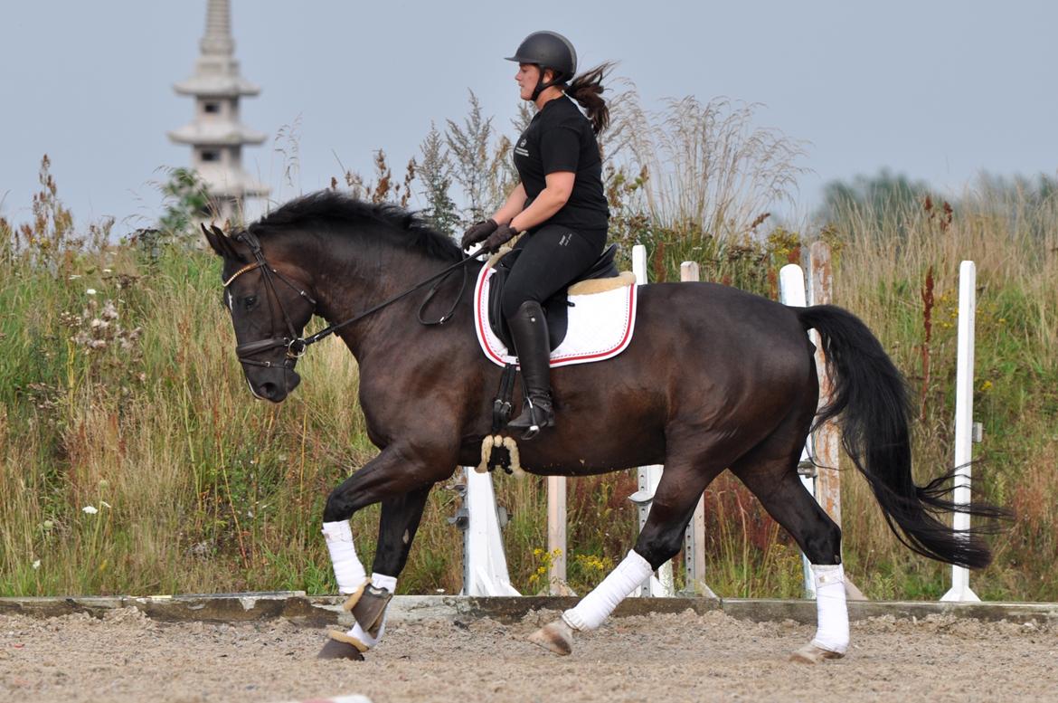 Anden særlig race Torino næshøj - træning 2017 billede 2