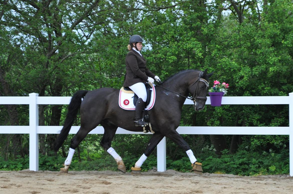Anden særlig race Torino næshøj - Stævne næstildgård 2017 billede 4
