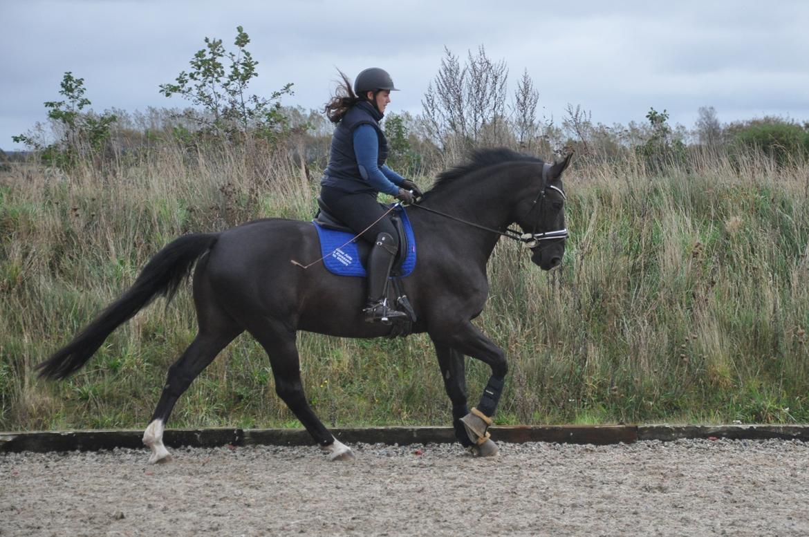 Anden særlig race Torino næshøj - Træning 2017 billede 5