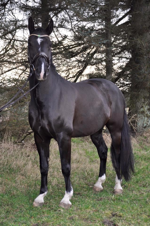 Anden særlig race Torino næshøj - 2017 billede 10