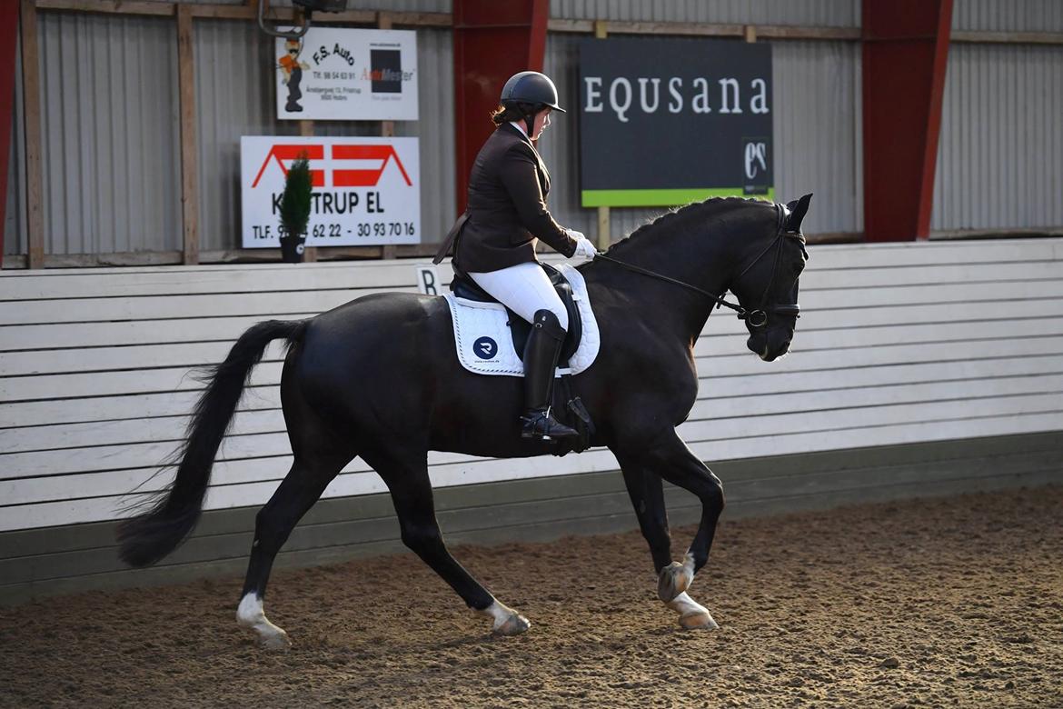 Anden særlig race Torino næshøj billede 14
