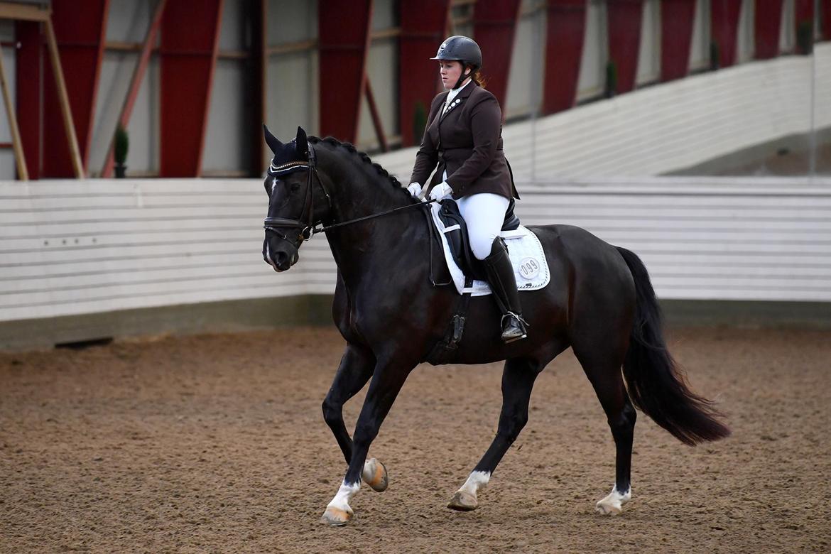 Anden særlig race Torino næshøj billede 15