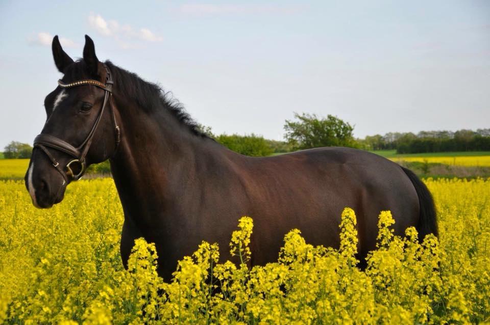 Anden særlig race Torino næshøj - Raps 2018 billede 16