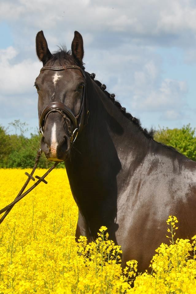 Anden særlig race Torino næshøj - Raps 2017 billede 9