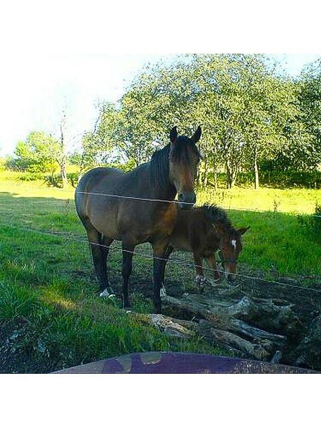 DSP Stidsbjergs Poncho - Da han var føl med sin mor billede 5