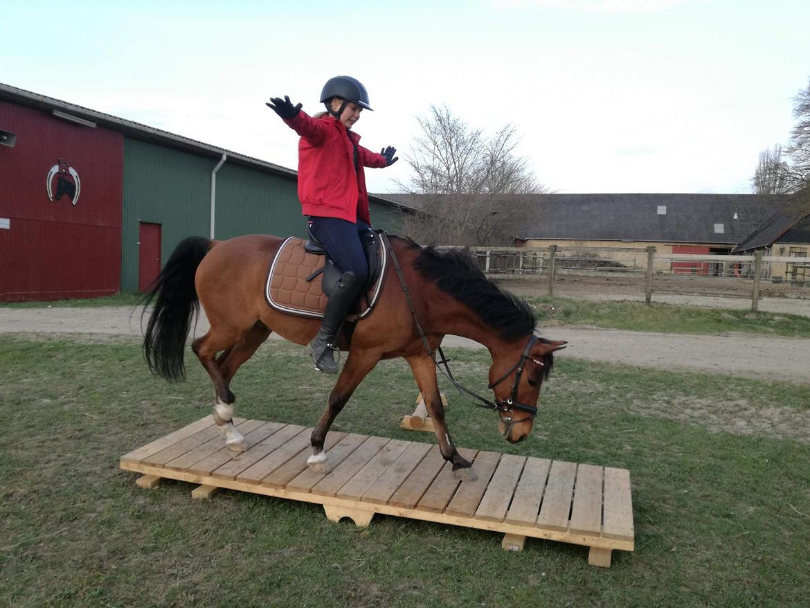 DSP Stidsbjergs Poncho billede 7