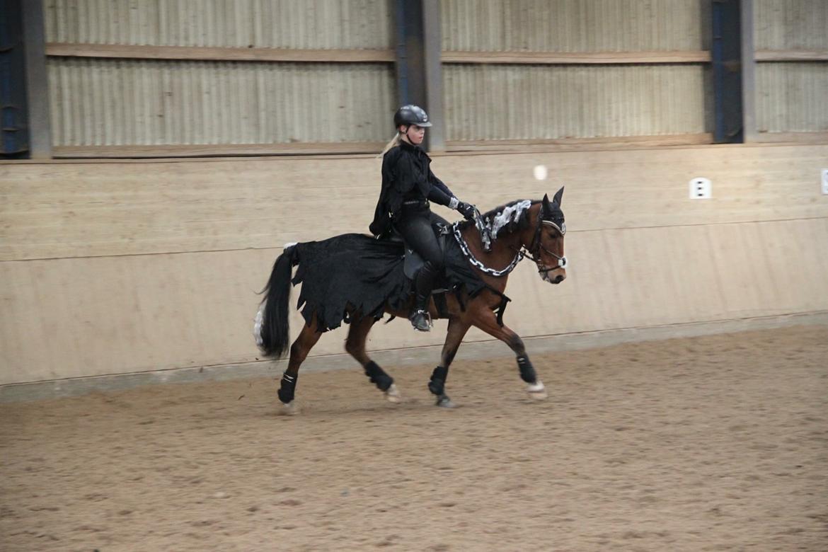 DSP Stidsbjergs Poncho - Vores første LB1 billede 9